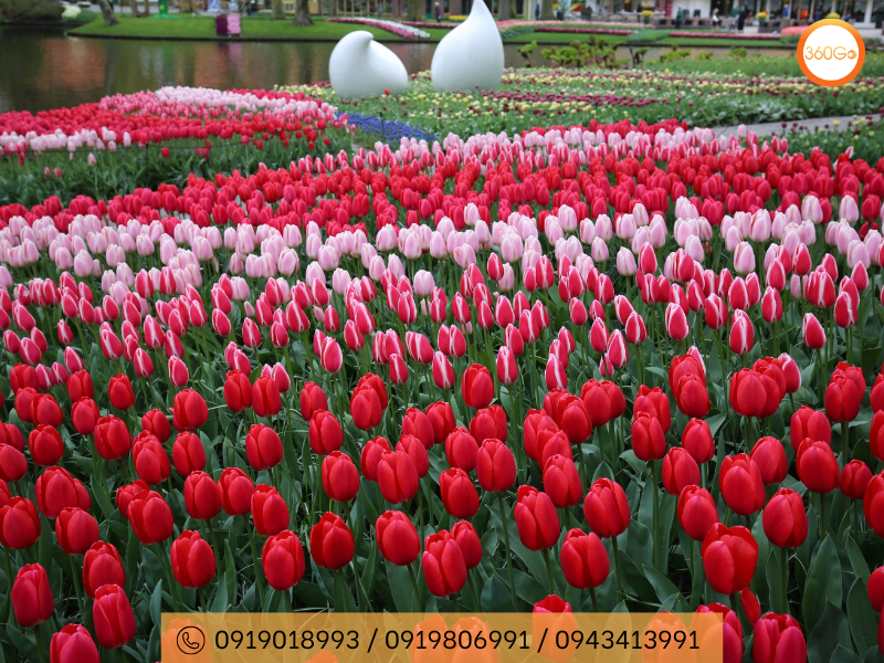 Hoa tulip sự gắn bó sâu sắc giữa loài hoa này và đất nước Hà Lan - Du lịch 360Go 